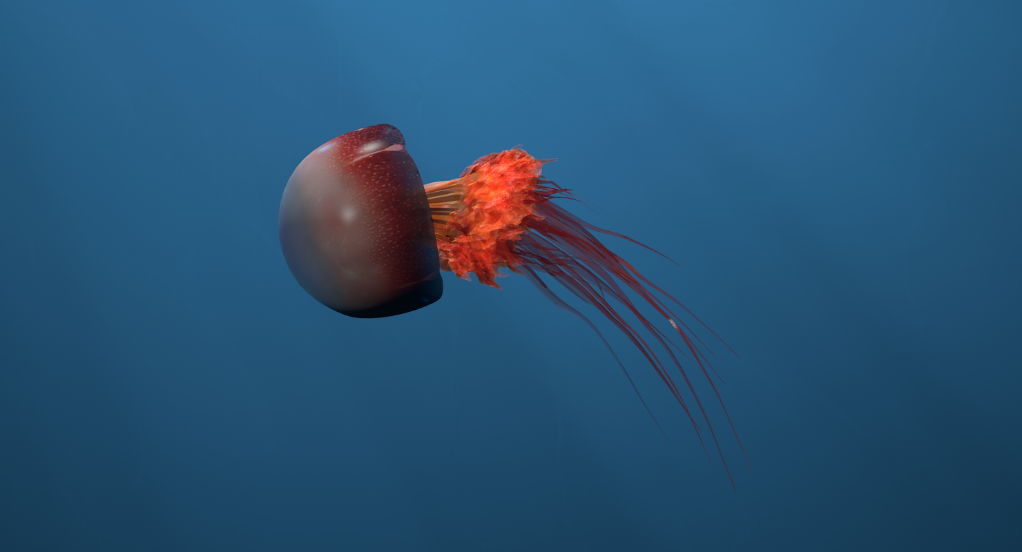 水母动物模型3d模型