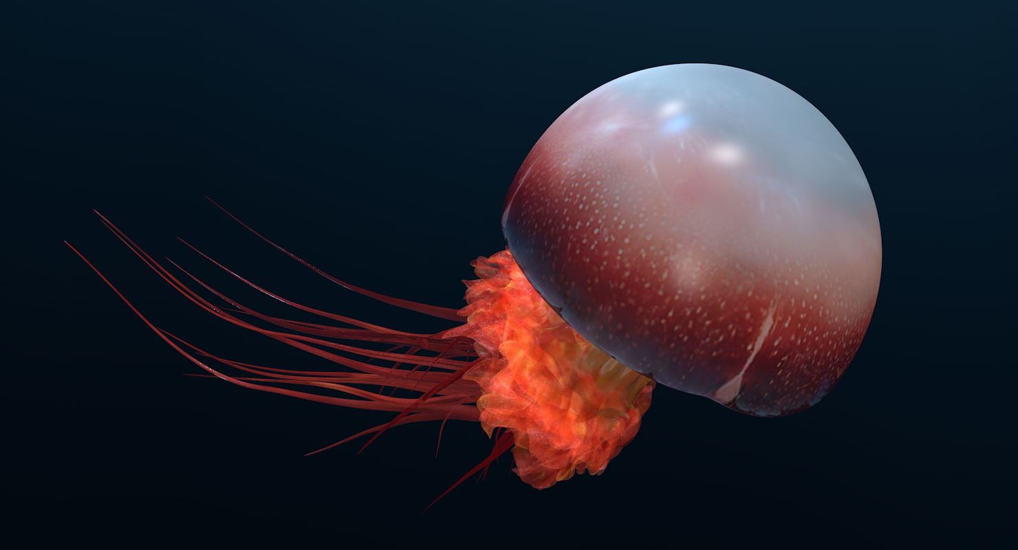 水母动物模型3d模型