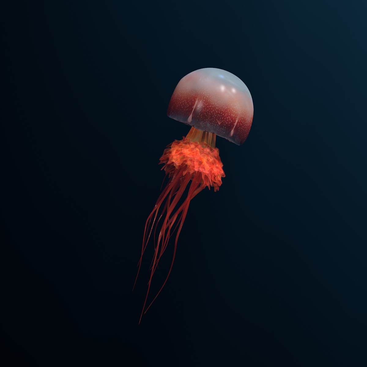 水母动物模型3d模型