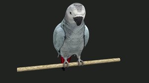 3D parrot white model