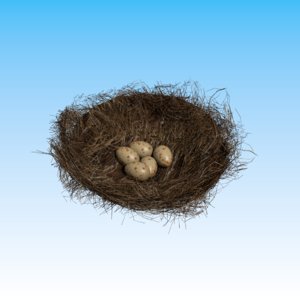 bird nest model