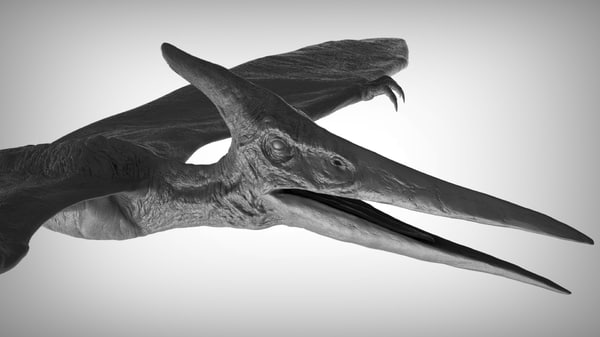 3D pteranodon - TurboSquid 1263218