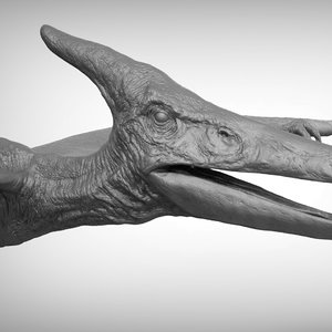 3D pteranodon