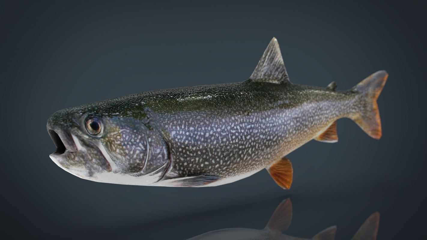 trout fish food 3d
