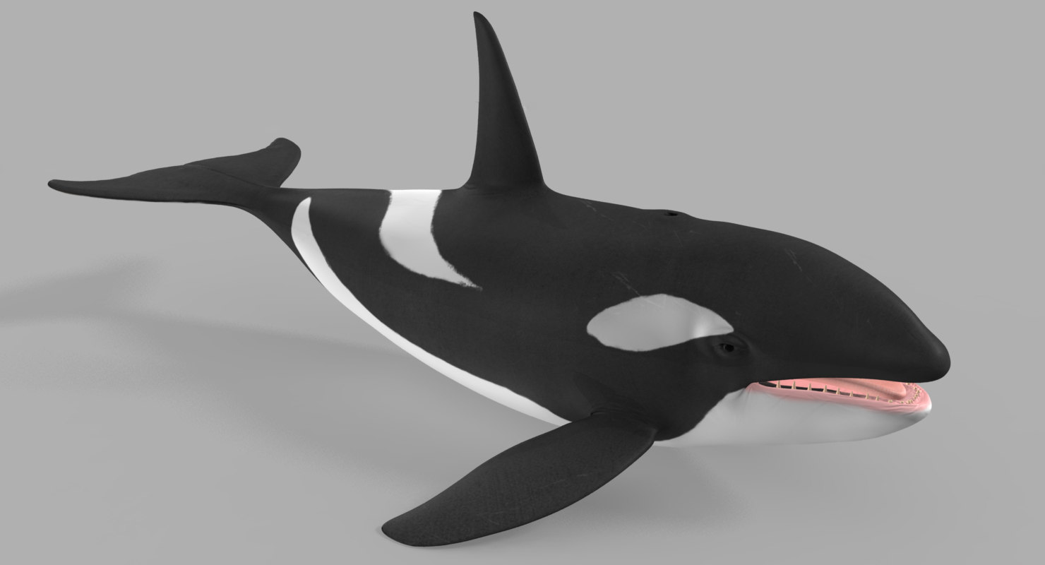 Killer Whale 3d Model Turbosquid 1263644