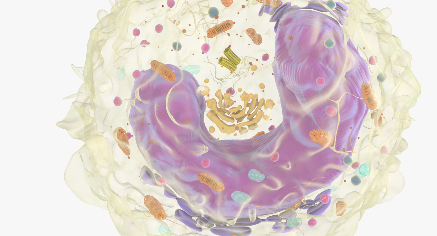 白血细胞3d模型