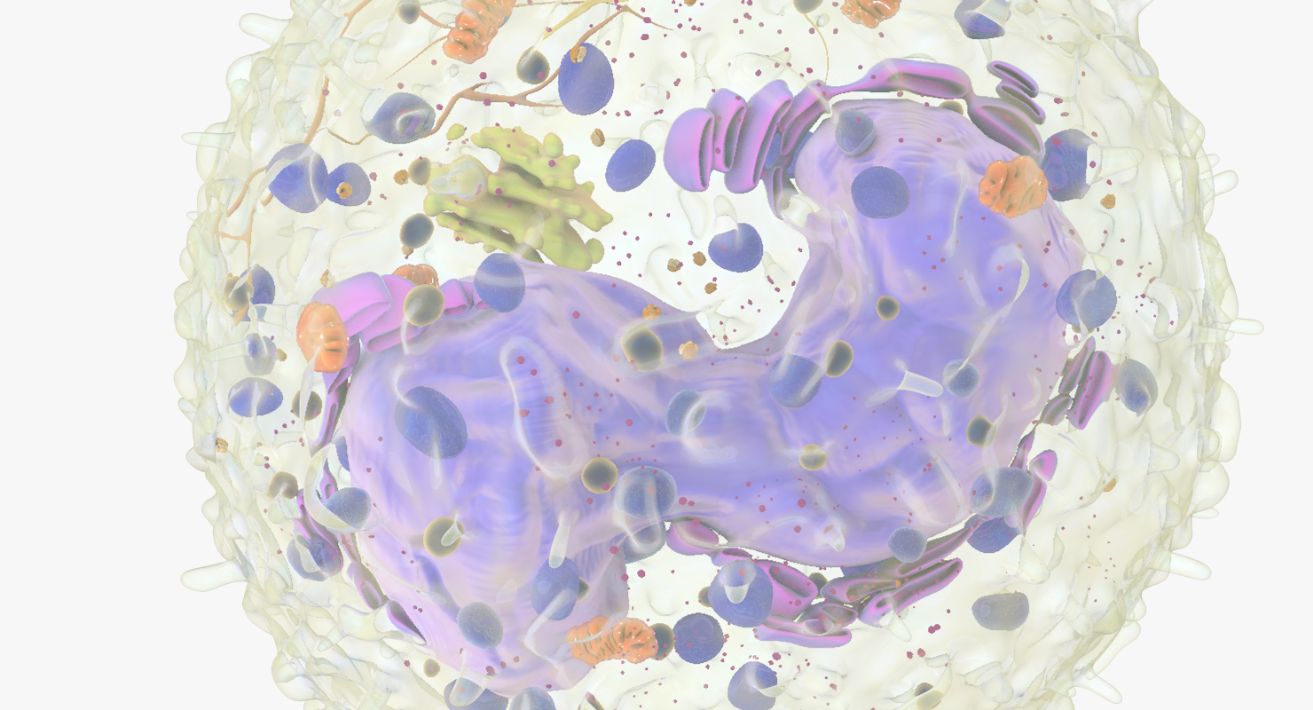 白血细胞3d模型