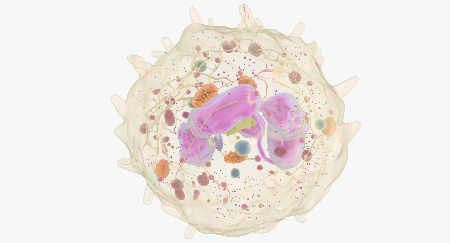 白血细胞3d模型