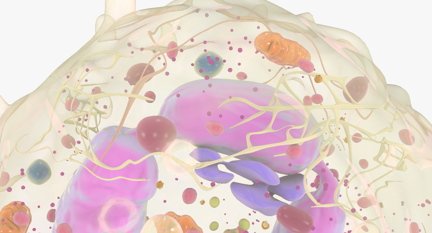 白血细胞3d模型