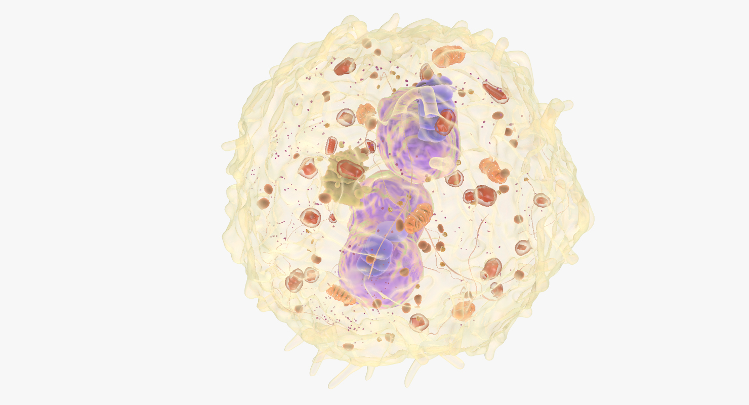 白血细胞3d模型