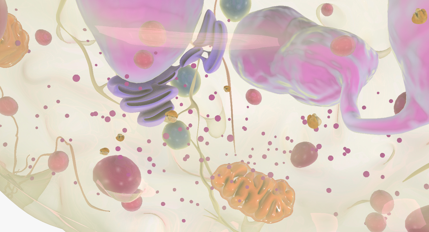 白血细胞3d模型