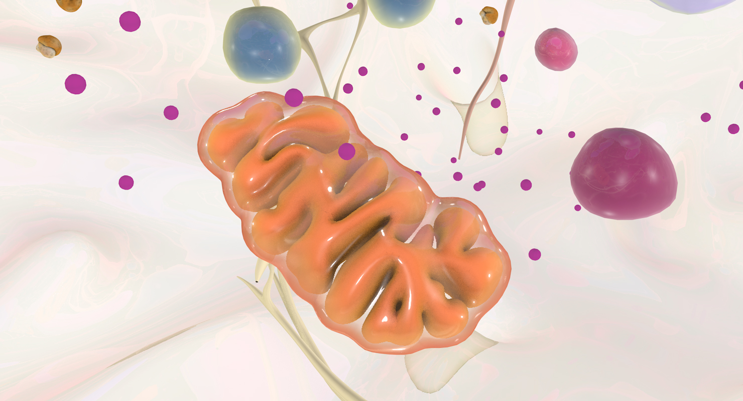 白血细胞3d模型