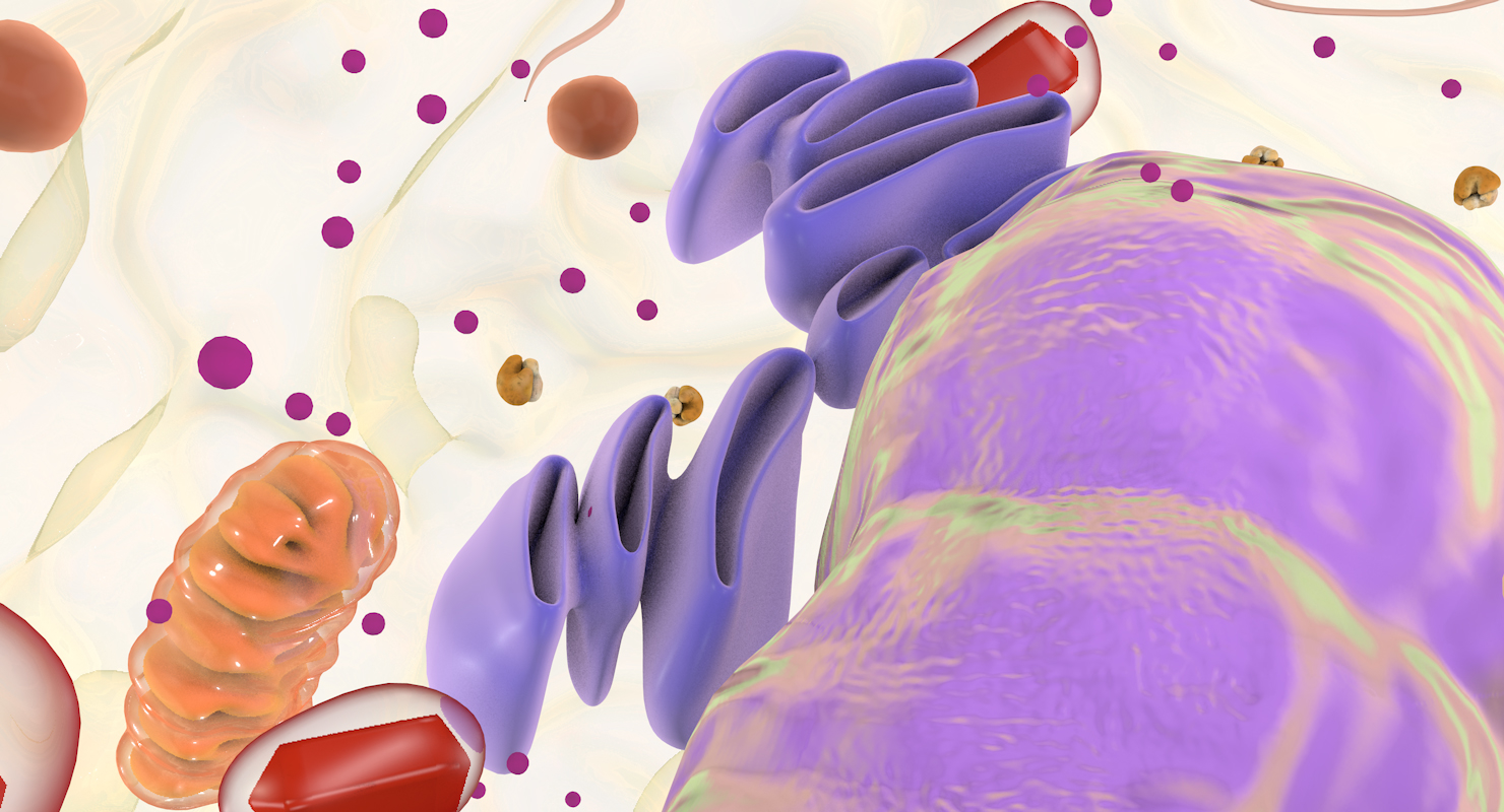 白血细胞3d模型