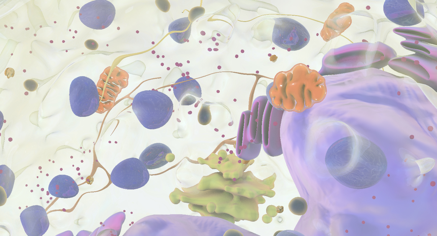 白血细胞3d模型