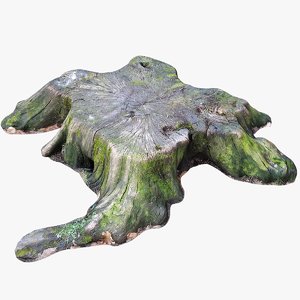3D scan old tree stump