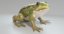 3D frog animations model