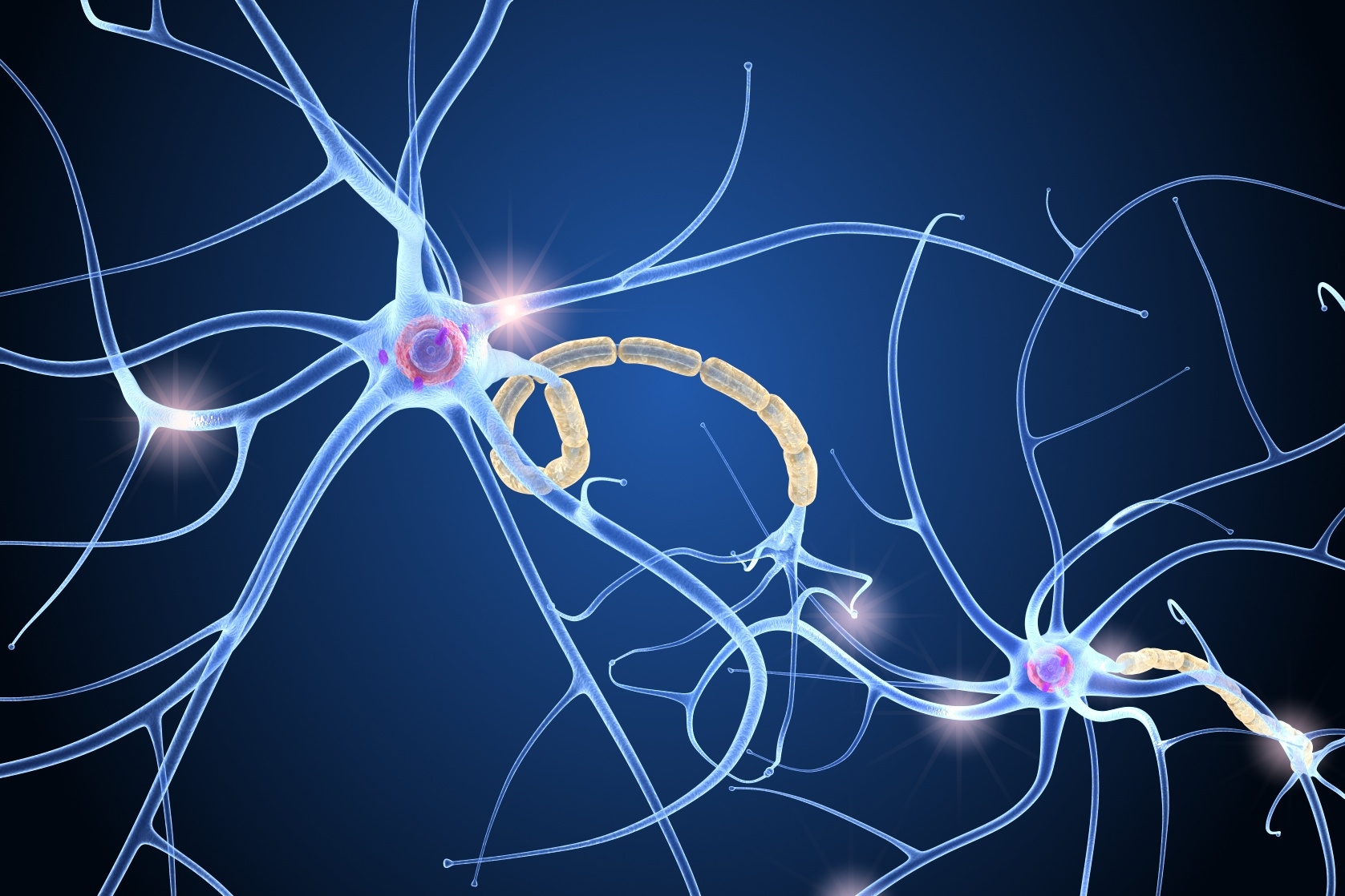 3d nerve cell anatomy in details