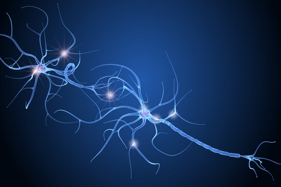 3d nerve cell anatomy brain