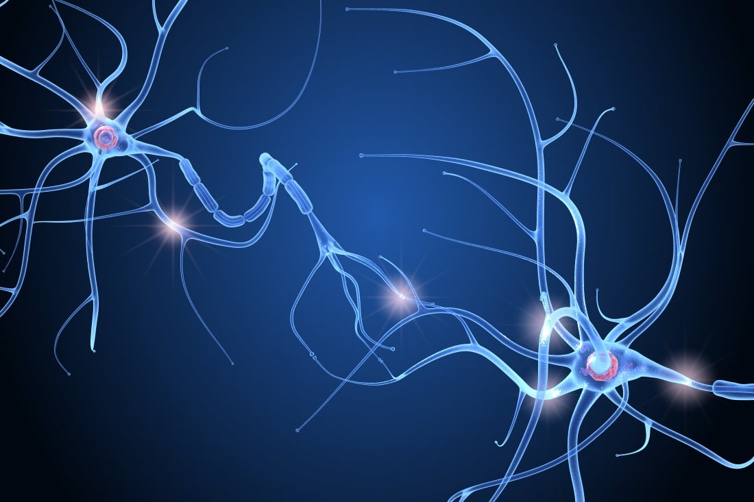 3d nerve cell anatomy in details