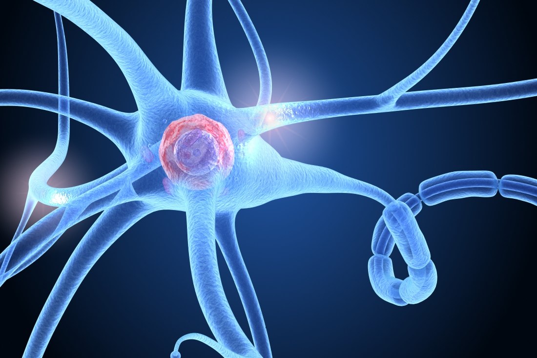 3d nerve cell anatomy in details