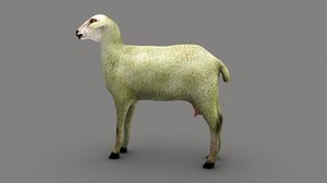 sheep mammal livestock 3D