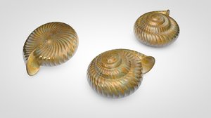 3D snail shell model