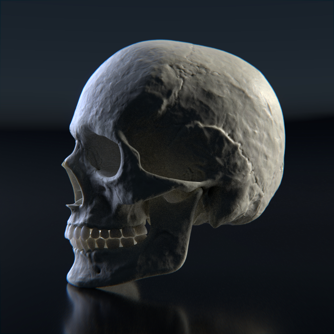 Human skull 3D model - TurboSquid 1264326