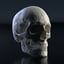human skull 3D model