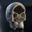 human skull 3D model