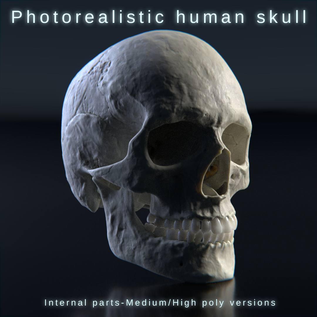 Human skull 3D model - TurboSquid 1264326