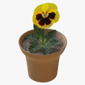 3D pansy flower