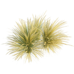 3D model mexican feather grass