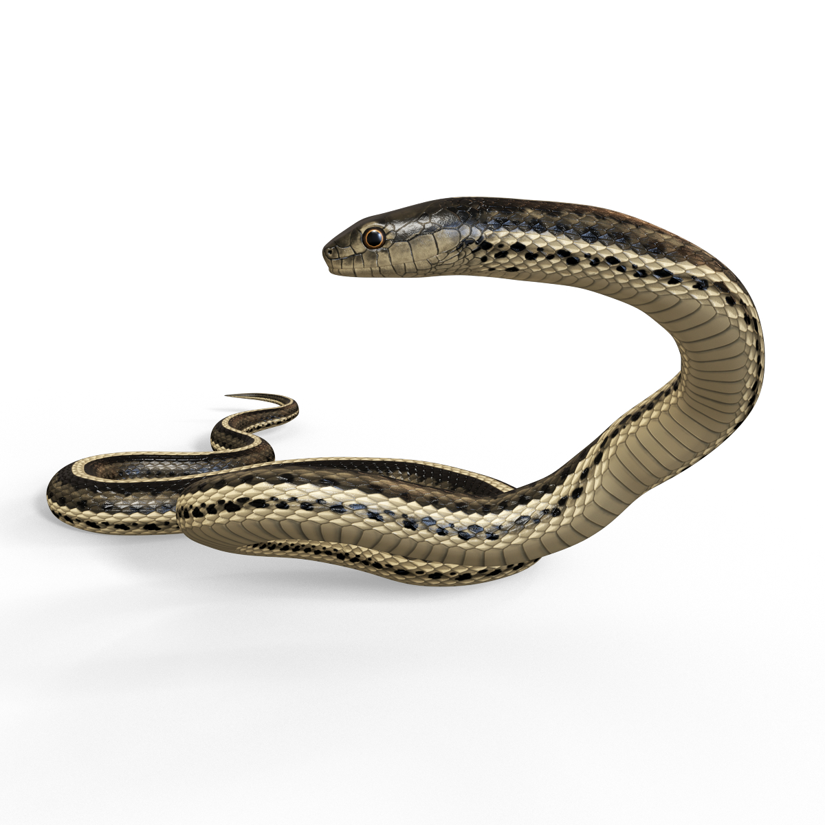 garter snake pbr 3d model