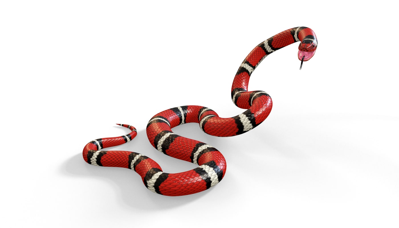 3d scarlet king snake model