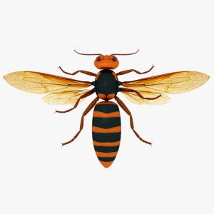 3D asian giant hornet