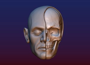 3D print head skull