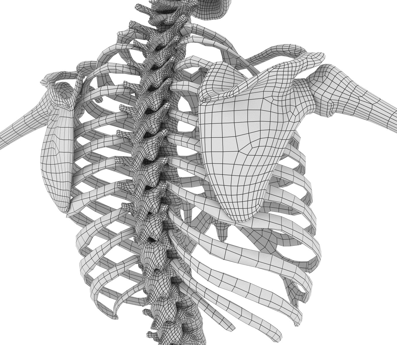 Human skeleton 3D model Biology Diagrams