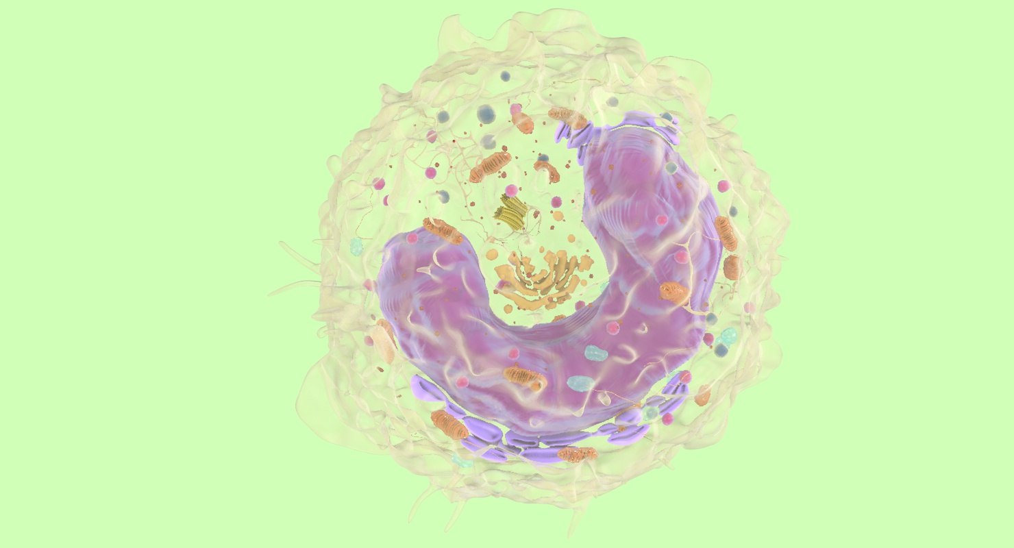 Monocyte nucleus mitohondria model - TurboSquid 1266677