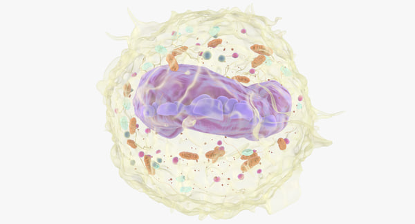 Monocyte nucleus mitohondria model - TurboSquid 1266677