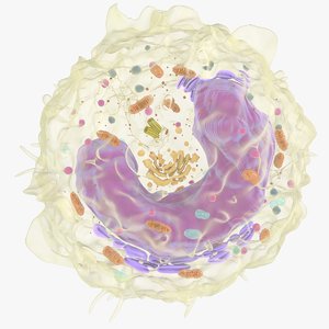 monocyte nucleus mitohondria model