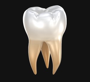 molar teeth human tooth 3D model