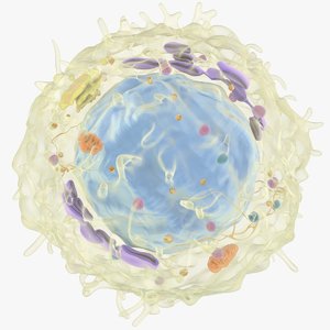 3D model lymphocyte t-cell b-cell