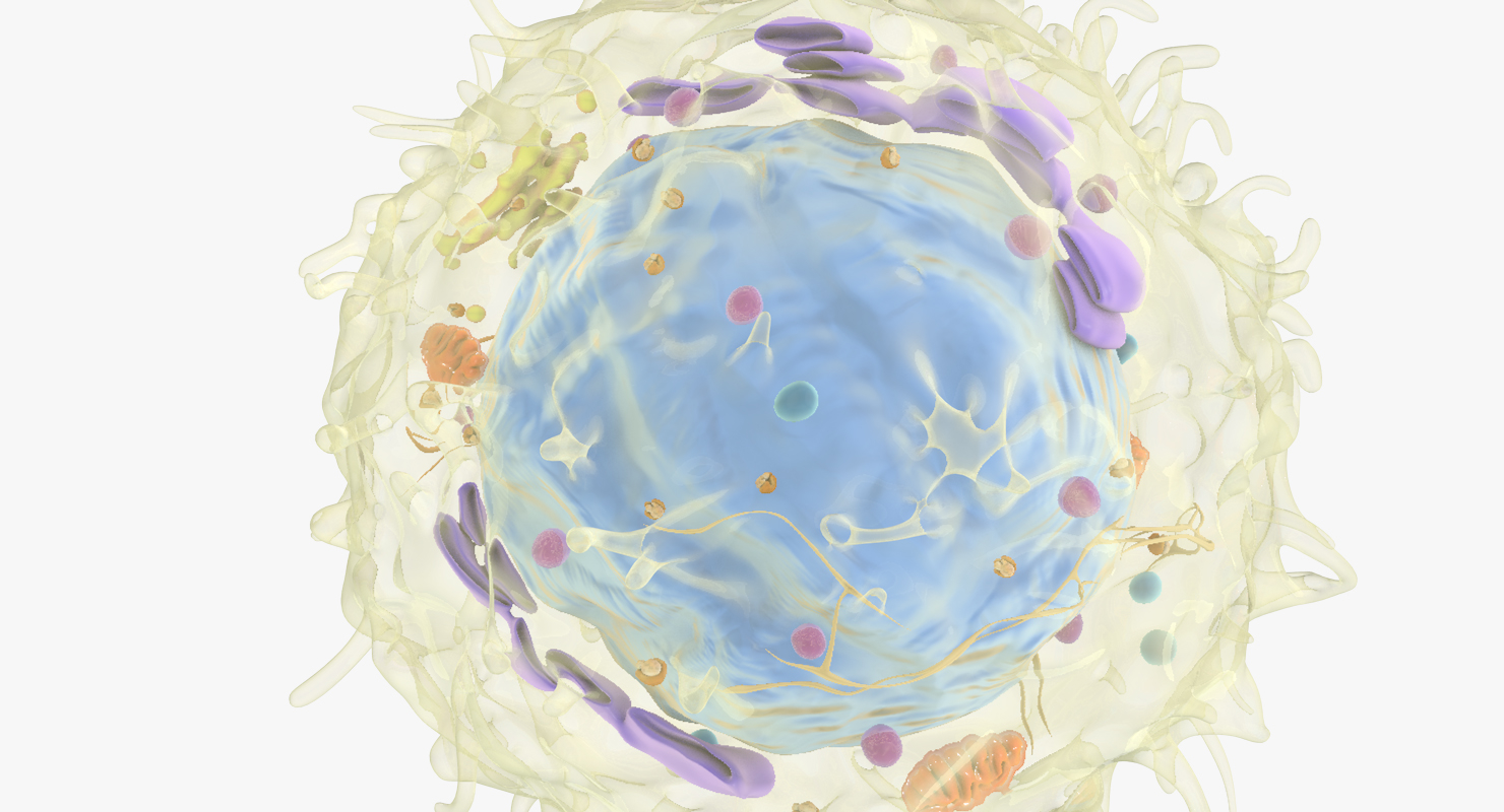 淋巴细胞3d模型 