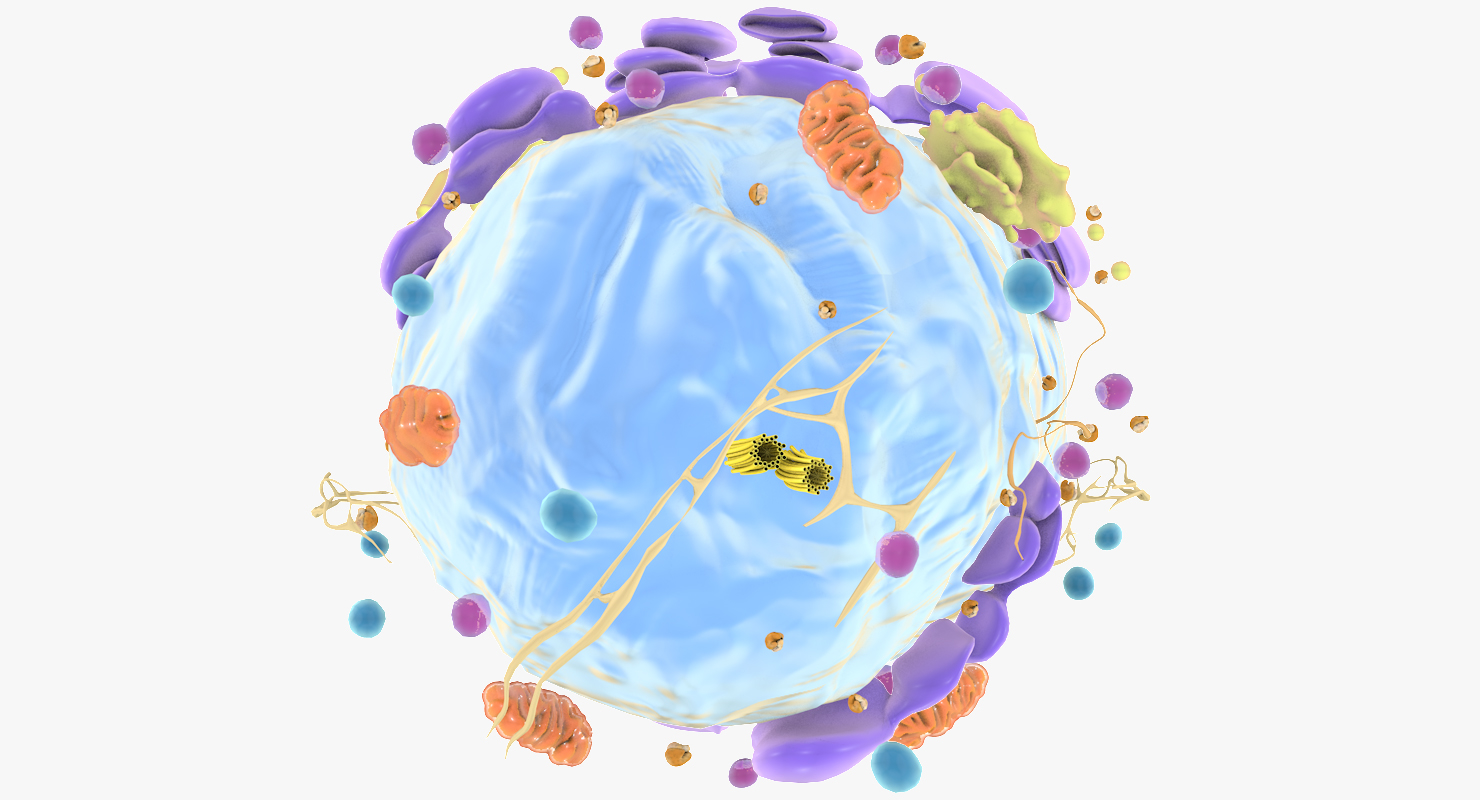 T淋巴细胞动画图片