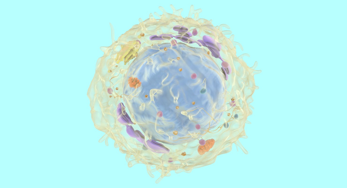 淋巴细胞3d模型 