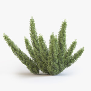 3D asparagus fern