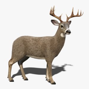 white tailed deer fur 3D model