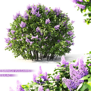 3D shrub lilac flowering 2