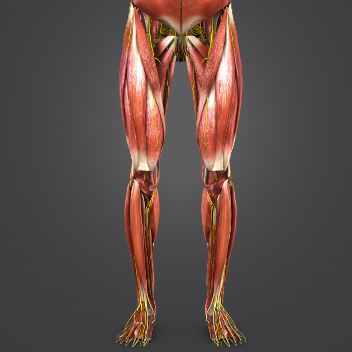 Human body muscles 3D model - TurboSquid 1268623