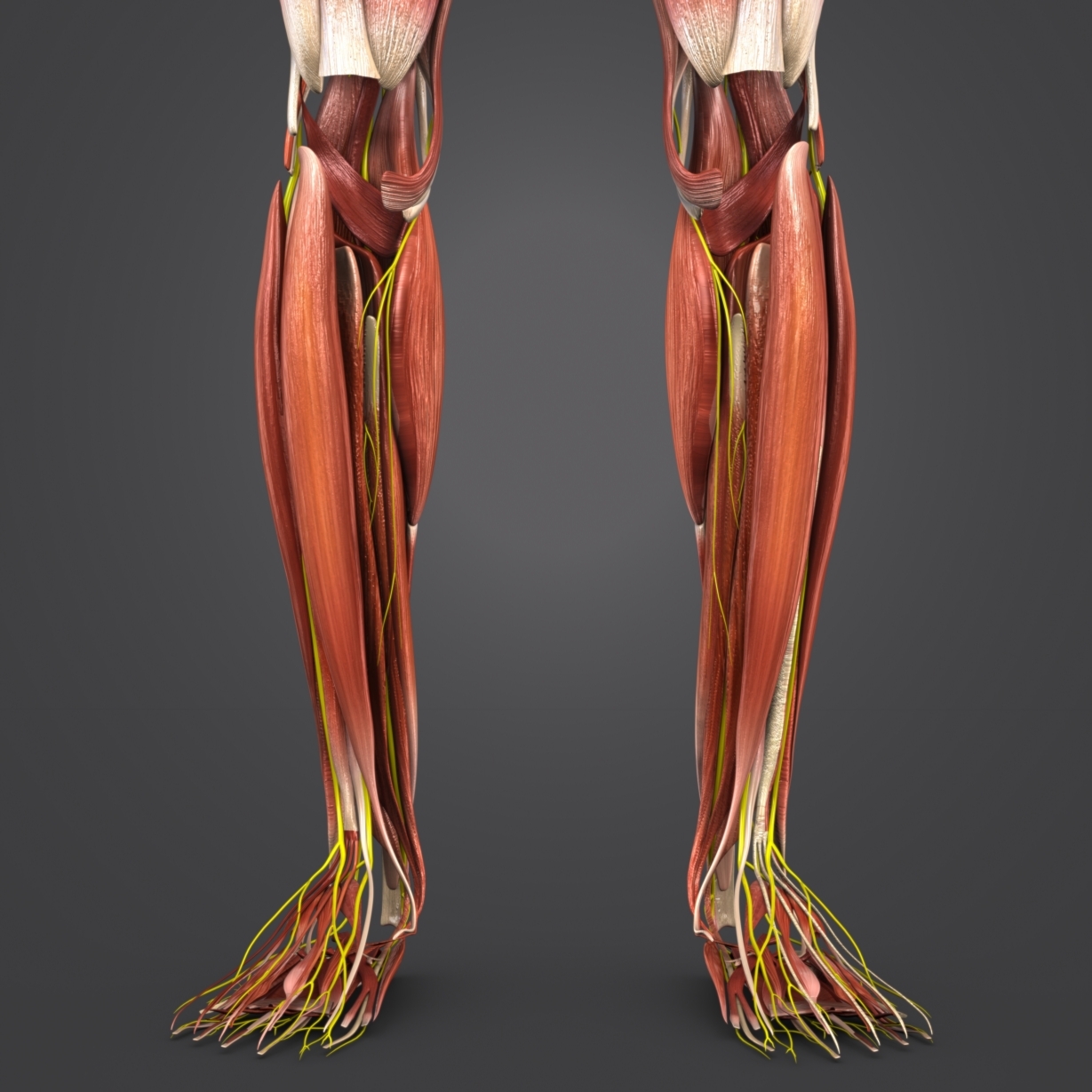 Human body muscles 3D model - TurboSquid 1268623